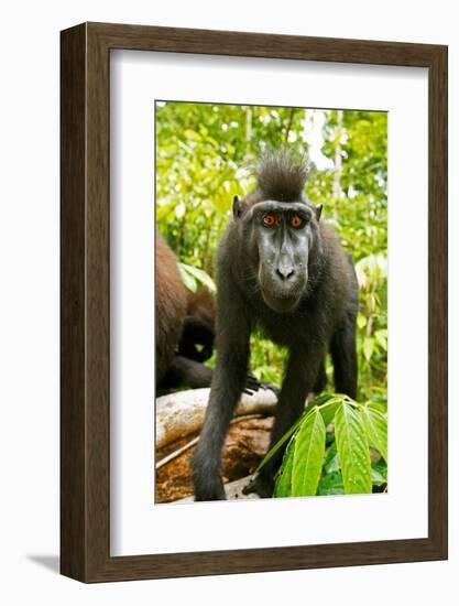 Asia, Indonesia, Sulawesi. Crested Black Macaque Juvenile in Rainforest-David Slater-Framed Photographic Print