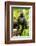 Asia, Indonesia, Sulawesi. Crested Black Macaque Juvenile in Rainforest-David Slater-Framed Photographic Print