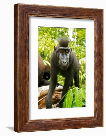 Asia, Indonesia, Sulawesi. Crested Black Macaque Juvenile in Rainforest-David Slater-Framed Photographic Print