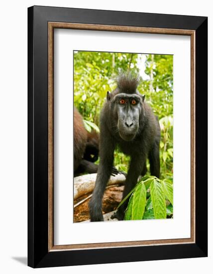 Asia, Indonesia, Sulawesi. Crested Black Macaque Juvenile in Rainforest-David Slater-Framed Photographic Print