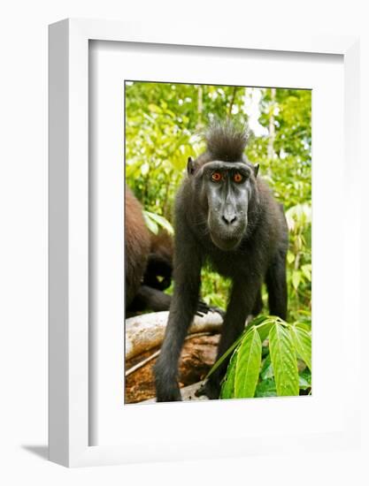 Asia, Indonesia, Sulawesi. Crested Black Macaque Juvenile in Rainforest-David Slater-Framed Photographic Print