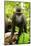 Asia, Indonesia, Sulawesi. Crested Black Macaque Juvenile in Rainforest-David Slater-Mounted Photographic Print