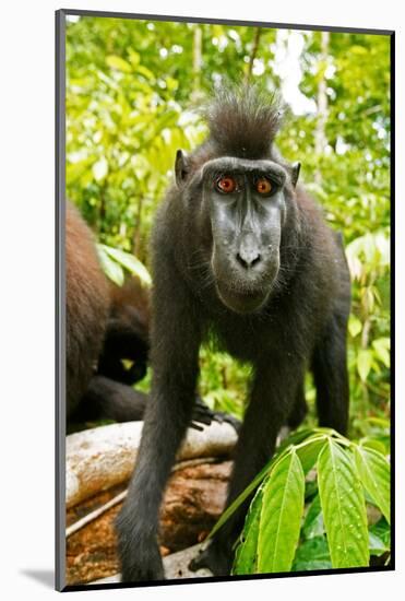 Asia, Indonesia, Sulawesi. Crested Black Macaque Juvenile in Rainforest-David Slater-Mounted Photographic Print