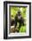 Asia, Indonesia, Sulawesi. Crested Black Macaque Juvenile in Rainforest-David Slater-Framed Photographic Print