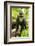 Asia, Indonesia, Sulawesi. Crested Black Macaque Juvenile in Rainforest-David Slater-Framed Photographic Print