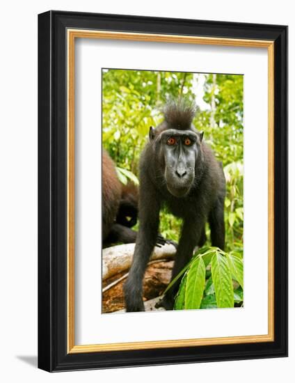 Asia, Indonesia, Sulawesi. Crested Black Macaque Juvenile in Rainforest-David Slater-Framed Photographic Print