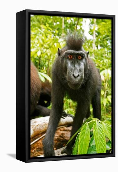 Asia, Indonesia, Sulawesi. Crested Black Macaque Juvenile in Rainforest-David Slater-Framed Premier Image Canvas