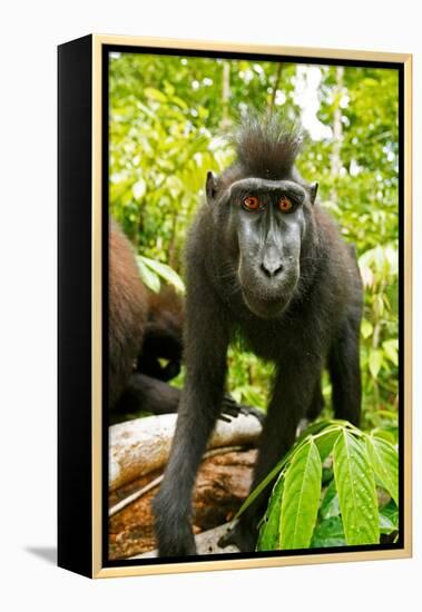 Asia, Indonesia, Sulawesi. Crested Black Macaque Juvenile in Rainforest-David Slater-Framed Premier Image Canvas