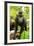 Asia, Indonesia, Sulawesi. Crested Black Macaque Juvenile in Rainforest-David Slater-Framed Photographic Print