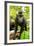 Asia, Indonesia, Sulawesi. Crested Black Macaque Juvenile in Rainforest-David Slater-Framed Photographic Print