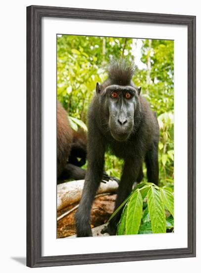 Asia, Indonesia, Sulawesi. Crested Black Macaque Juvenile in Rainforest-David Slater-Framed Photographic Print