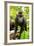 Asia, Indonesia, Sulawesi. Crested Black Macaque Juvenile in Rainforest-David Slater-Framed Photographic Print