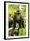 Asia, Indonesia, Sulawesi. Crested Black Macaque Juvenile in Rainforest-David Slater-Framed Photographic Print