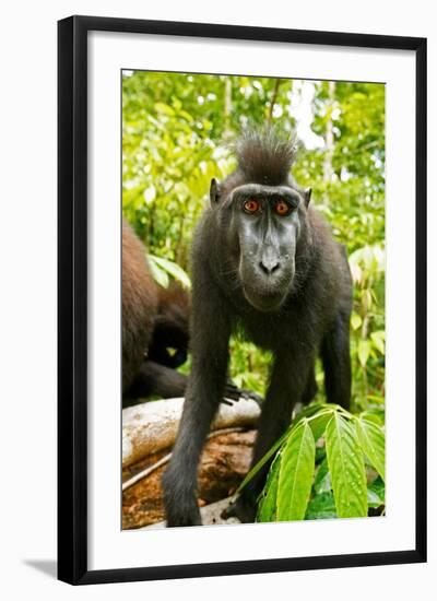 Asia, Indonesia, Sulawesi. Crested Black Macaque Juvenile in Rainforest-David Slater-Framed Photographic Print