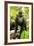 Asia, Indonesia, Sulawesi. Crested Black Macaque Juvenile in Rainforest-David Slater-Framed Photographic Print