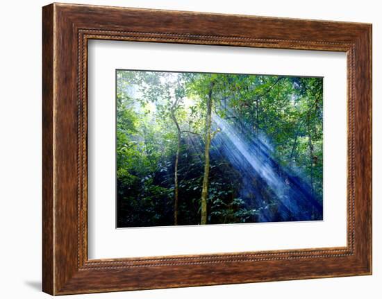 Asia, Indonesia, Sulawesi. Sunburst Lights Up a Steamy Rainforest-David Slater-Framed Photographic Print