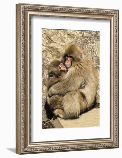 Asia, Japan, Jigokudani Monkey Park, Monkey Cuddling with Young-Hollice Looney-Framed Photographic Print