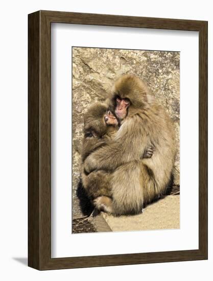 Asia, Japan, Jigokudani Monkey Park, Monkey Cuddling with Young-Hollice Looney-Framed Photographic Print