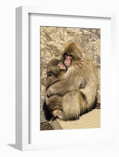 Asia, Japan, Jigokudani Monkey Park, Monkey Cuddling with Young-Hollice Looney-Framed Photographic Print