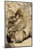 Asia, Japan, Jigokudani Monkey Park, Monkey Cuddling with Young-Hollice Looney-Mounted Photographic Print