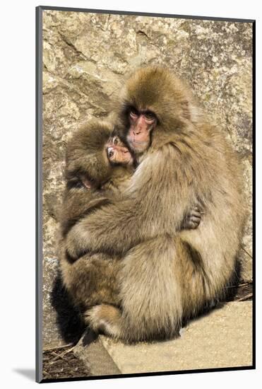 Asia, Japan, Jigokudani Monkey Park, Monkey Cuddling with Young-Hollice Looney-Mounted Photographic Print