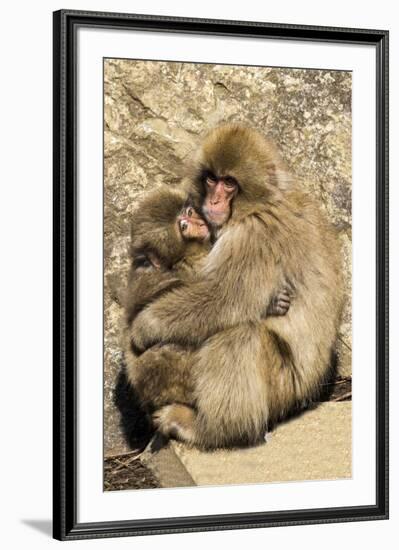 Asia, Japan, Jigokudani Monkey Park, Monkey Cuddling with Young-Hollice Looney-Framed Premium Photographic Print