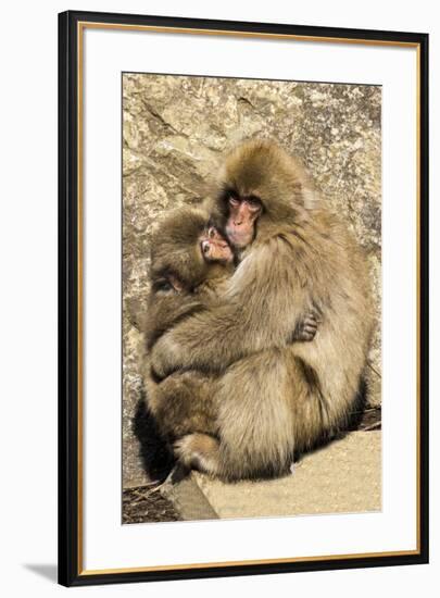 Asia, Japan, Jigokudani Monkey Park, Monkey Cuddling with Young-Hollice Looney-Framed Premium Photographic Print