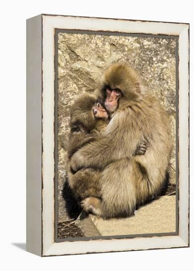 Asia, Japan, Jigokudani Monkey Park, Monkey Cuddling with Young-Hollice Looney-Framed Premier Image Canvas
