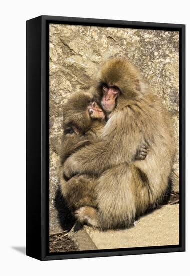 Asia, Japan, Jigokudani Monkey Park, Monkey Cuddling with Young-Hollice Looney-Framed Premier Image Canvas