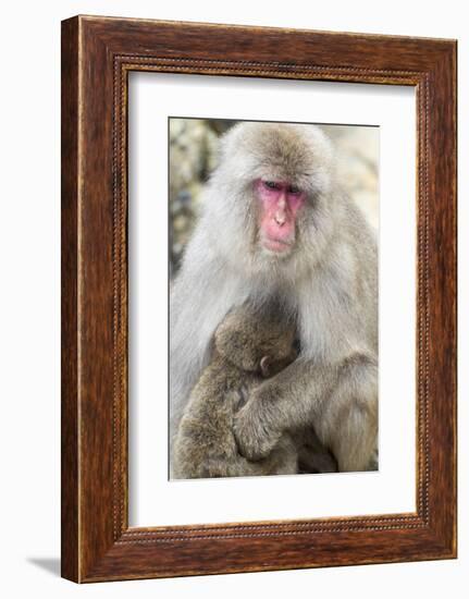 Asia, Japan, Jigokudani Monkey Park, Monkey Nursing Her Young-Hollice Looney-Framed Photographic Print