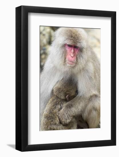 Asia, Japan, Jigokudani Monkey Park, Monkey Nursing Her Young-Hollice Looney-Framed Photographic Print