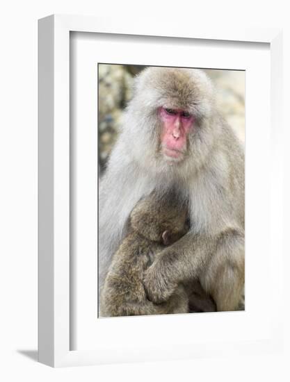 Asia, Japan, Jigokudani Monkey Park, Monkey Nursing Her Young-Hollice Looney-Framed Photographic Print