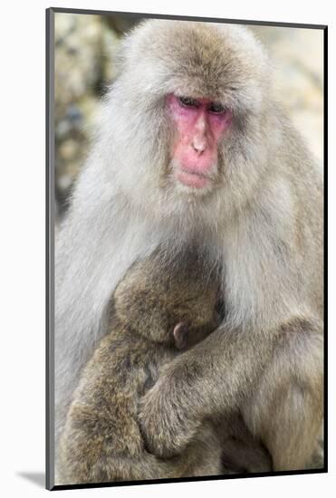 Asia, Japan, Jigokudani Monkey Park, Monkey Nursing Her Young-Hollice Looney-Mounted Photographic Print