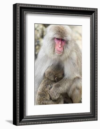 Asia, Japan, Jigokudani Monkey Park, Monkey Nursing Her Young-Hollice Looney-Framed Photographic Print