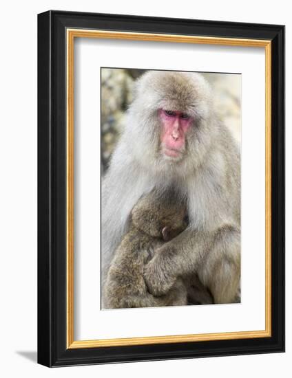 Asia, Japan, Jigokudani Monkey Park, Monkey Nursing Her Young-Hollice Looney-Framed Photographic Print