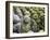 Asia, Japan; Kyoto, Sagano, Arashiyama, Otagi Nenbutsu Dera Temple, Stone Images-Christian Kober-Framed Photographic Print