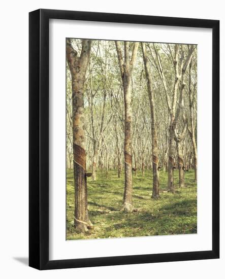 Asia, Malaysia, Gumtree Plantation, Rubber Extraction-Thonig-Framed Photographic Print