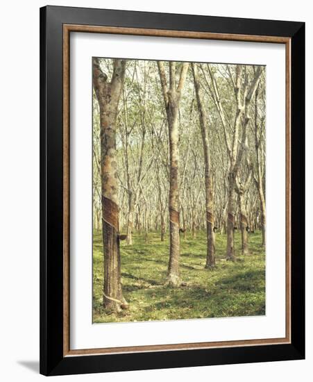 Asia, Malaysia, Gumtree Plantation, Rubber Extraction-Thonig-Framed Photographic Print