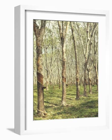 Asia, Malaysia, Gumtree Plantation, Rubber Extraction-Thonig-Framed Photographic Print