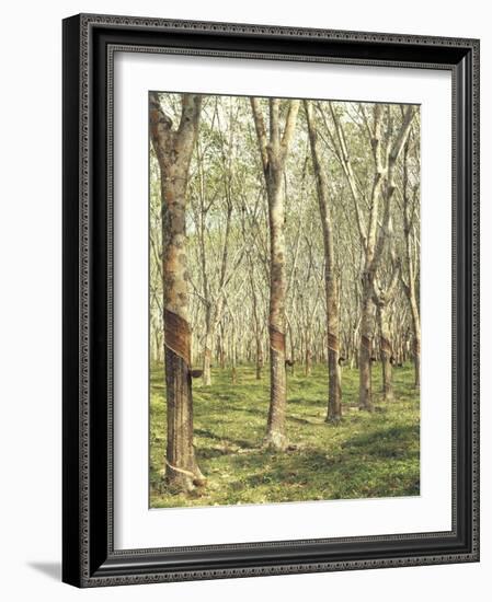 Asia, Malaysia, Gumtree Plantation, Rubber Extraction-Thonig-Framed Photographic Print