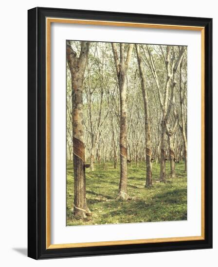 Asia, Malaysia, Gumtree Plantation, Rubber Extraction-Thonig-Framed Photographic Print