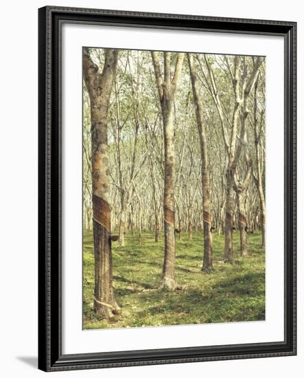 Asia, Malaysia, Gumtree Plantation, Rubber Extraction-Thonig-Framed Photographic Print