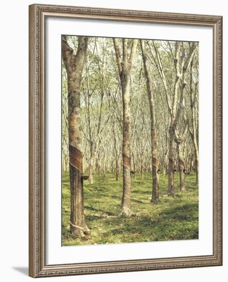 Asia, Malaysia, Gumtree Plantation, Rubber Extraction-Thonig-Framed Photographic Print