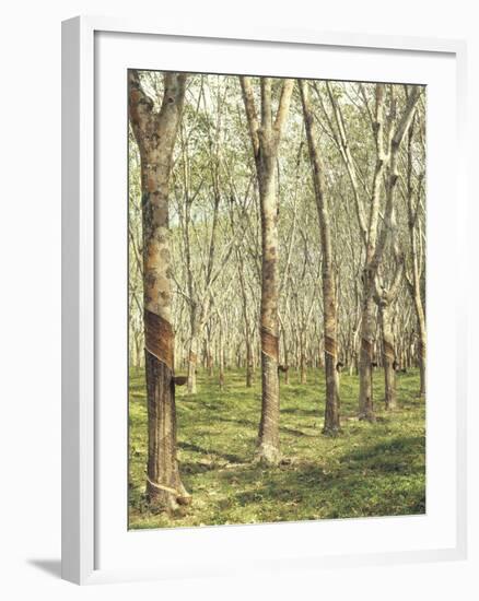 Asia, Malaysia, Gumtree Plantation, Rubber Extraction-Thonig-Framed Photographic Print