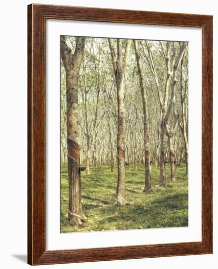 Asia, Malaysia, Gumtree Plantation, Rubber Extraction-Thonig-Framed Photographic Print