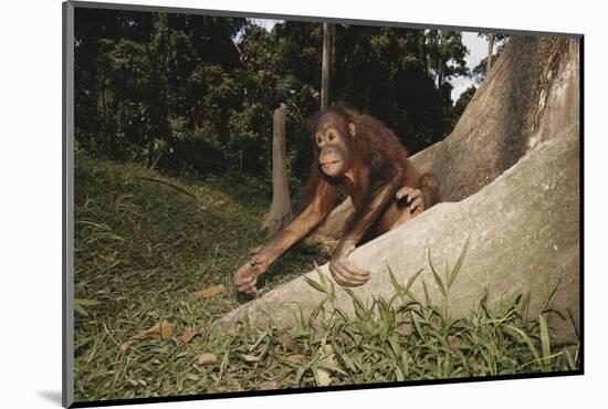 Asia, Malaysia, Sandakan, Monkey Sitting under Tree-Tony Berg-Mounted Photographic Print