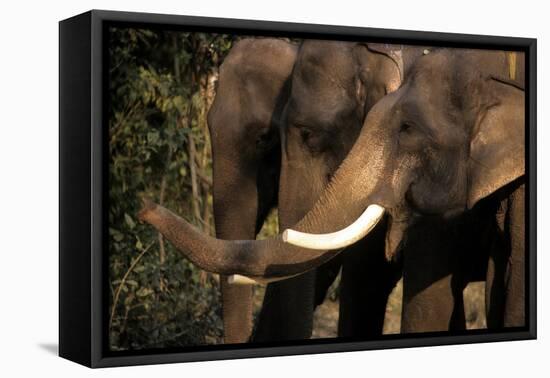 Asia, Nepal, Chitwan. Asian Elephants of Chitwan National Park-Kymri Wilt-Framed Premier Image Canvas