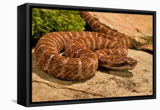 Asia pitviper captive, occurs in China, Russia and Korea-Daniel Heuclin-Framed Premier Image Canvas