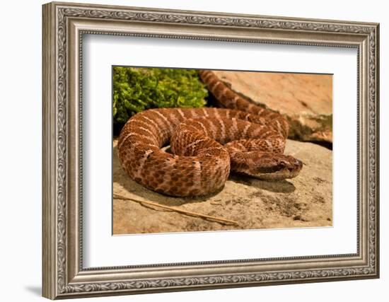 Asia pitviper captive, occurs in China, Russia and Korea-Daniel Heuclin-Framed Photographic Print