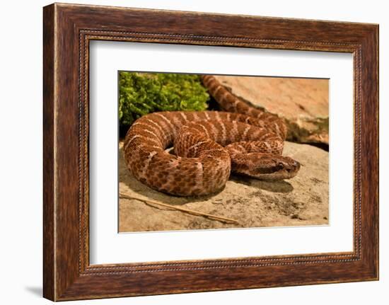 Asia pitviper captive, occurs in China, Russia and Korea-Daniel Heuclin-Framed Photographic Print